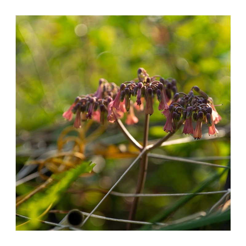 AF 50mm f/2.0 Nikon Z