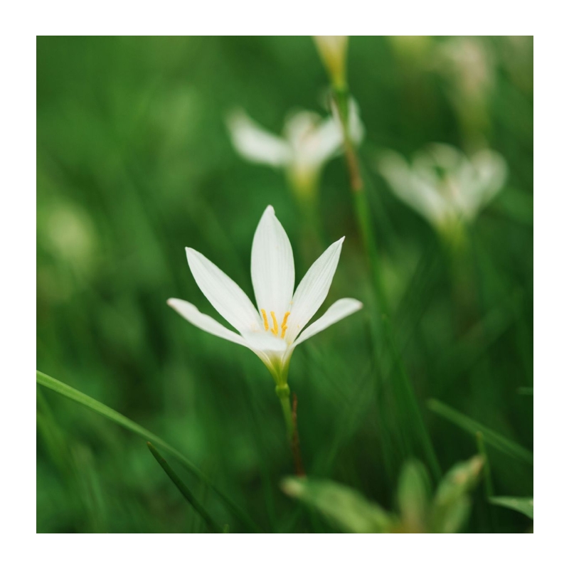 AF 56mm f/1.2 Pro Sony E Aps C
