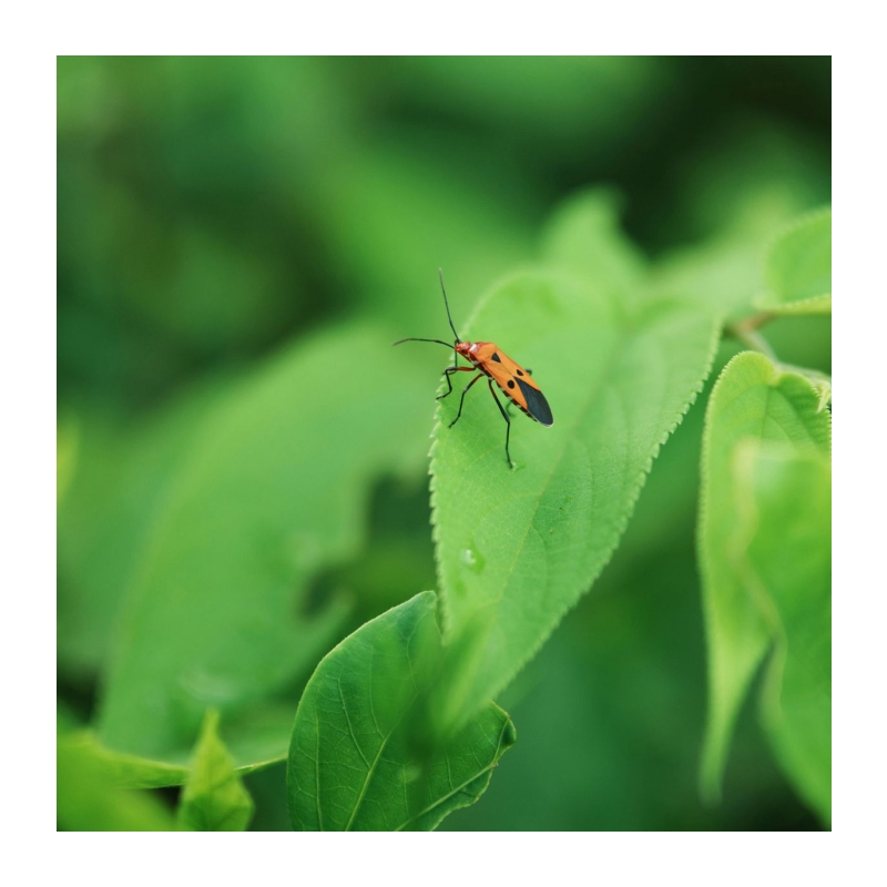 AF 56mm f/1.2 Pro Sony E Aps C