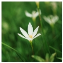 AF 56mm f/1.2 Pro Sony E Aps C