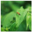 AF 56mm f/1.2 Pro Sony E Aps C